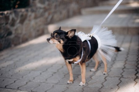 a small dog in clothes walks on a leash next to its owner on the street