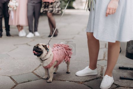 a pug in clothes walks on a leash next to its owner on the street