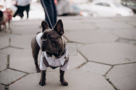a french bulldog in clothes walks on a leash next to its owner on the street