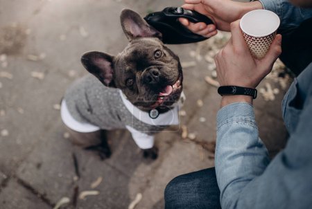 a french bulldog in clothes walks on a leash next to its owner on the street