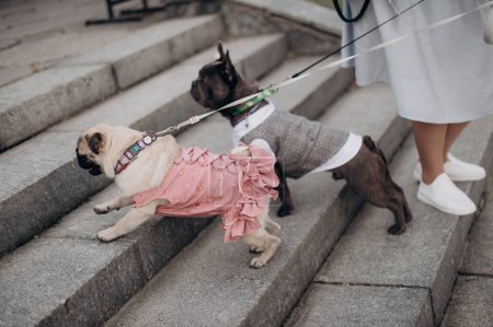 two cute dogs, a pug and a french bulldog in clothes are walking on a leash next to their owner on the street