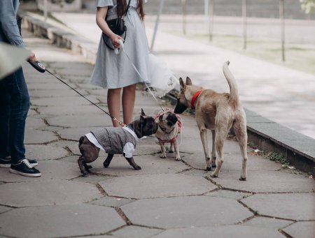 two cute dogs, a pug and a french bulldog in clothes are walking on a leash next to their owner on the street