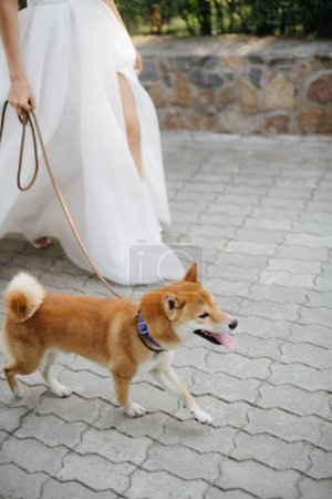 cute little dog on a leash, walking next to the bride