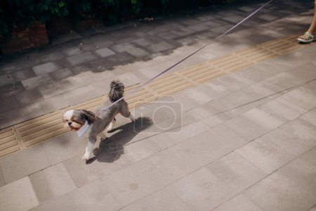cute little shih tzu dog on a leash while walking outside