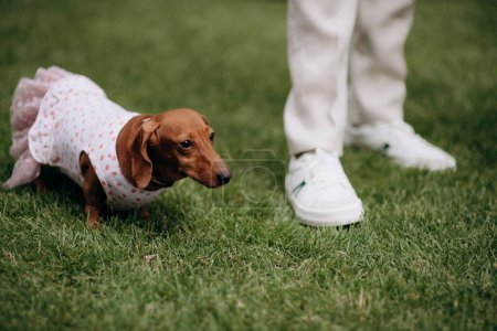 little dachshund dog wearing a pink dress in the park with its owner