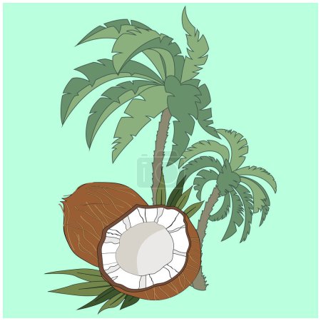 Illustration for Whole coconut, coconut halves, two palm trees. High quality summer vector illustration. - Royalty Free Image