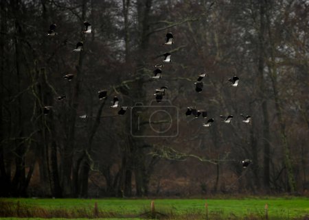 flock of Lapwings, vanellus vanellus taking to flight with a forest in the background, room for copy space and text 