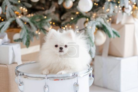 Photo for Happy New Year, Merry Christmas, pomeranian puppy. holidays and celebrations, pet in the room, Christmas tree. Dog as a gift. Soft selective focus - Royalty Free Image