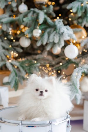 Foto de Feliz Año Nuevo, Feliz Navidad, cachorro de pomerania. fiestas y celebraciones, mascotas en la habitación, árbol de Navidad. Perro como regalo. Enfoque selectivo suave - Imagen libre de derechos
