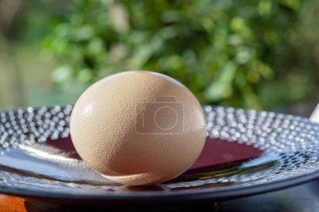 Téléchargez les photos : Un énorme œuf d'autruche sur une grande assiette, sur fond de verdure estivale. Produits alimentaires biologiques et écologiques. Concentration sélective douce. - en image libre de droit