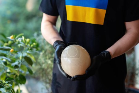 Téléchargez les photos : Un gros œuf d'autruche dans les mains d'un chef, portant des gants noirs, le drapeau de l'Ukraine sur un T-shirt. Concentration sélective douce. - en image libre de droit
