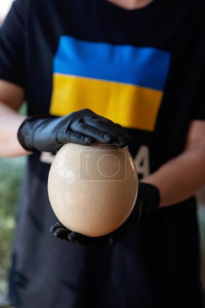 Téléchargez les photos : Un gros œuf d'autruche dans les mains d'un chef, portant des gants noirs, le drapeau de l'Ukraine sur un T-shirt. Concentration sélective douce. - en image libre de droit