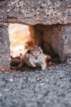 Téléchargez les photos : Écureuil canarien avec des graines en montagne - en image libre de droit