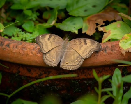 Photo for Dorsal view of a Chocolate Pansy (Junonia iphita) butterfly resting on the side of a flower pot with it's wings spread open at Mangalore, Karnataka in India. - Royalty Free Image