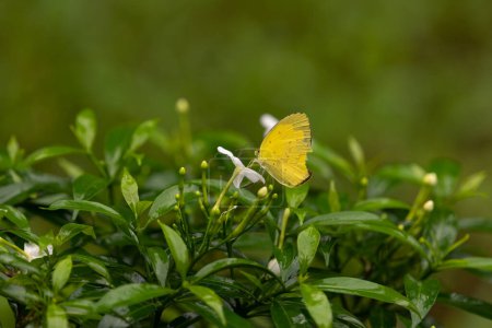 Téléchargez les photos : Un papillon jaune herbe commune (Eurema hecabe) se nourrissant d'une petite fleur blanche dans le jardin de Mangalore, Karnataka en Inde. - en image libre de droit