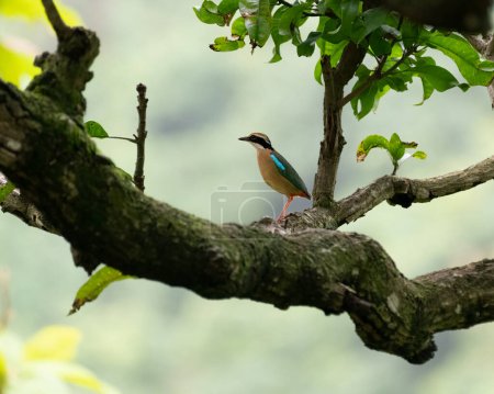 Foto de Pitta india (Pitta brachyura), un pájaro colorido de pie sobre una rama de árbol y mirando hacia otro lado. - Imagen libre de derechos