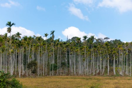 Téléchargez les photos : Distant view of a plantation of areca nut or betel nut palm trees in an open agricultural field against the blue sky at Wayanad in Kerala, India. - en image libre de droit