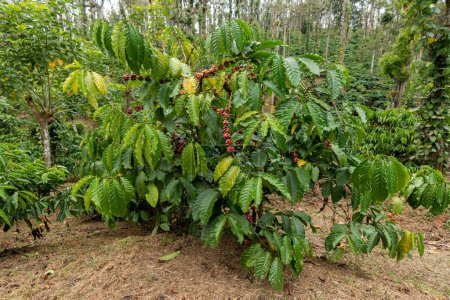 Téléchargez les photos : View of coffee beans growing on a plant at a coffee plantation at Wayanad in Kerala, India. - en image libre de droit