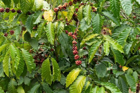 close-up of ripe coffee beans growing on a coffee plant at a coffee plantation at Wayanad in Kerala, India.