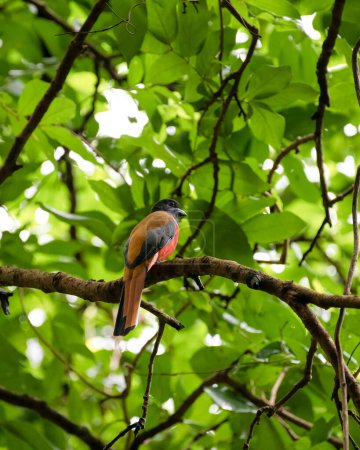 Téléchargez les photos : Gros plan arrière d'un beau mâle coloré Malabar Trogon (Harpactes fasciatus) perché sur une branche d'arbre au feuillage dense au sanctuaire faunique de Bondla à Goa, en Inde. - en image libre de droit
