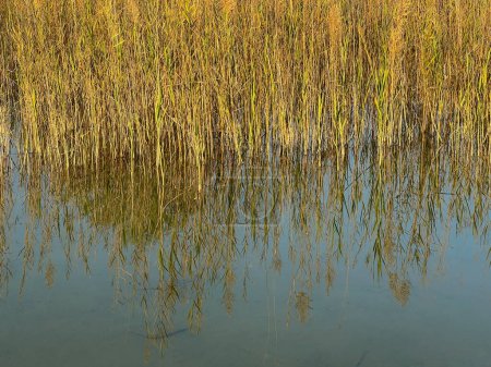 Photo for Beautiful tall grass at the edge of the lake bathed in beautiful golden sunlight with reflection in the water. - Royalty Free Image