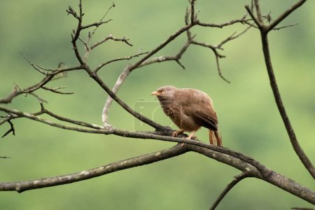 Téléchargez les photos : Un bavard solitaire de la jungle (Argya striata) perché sur la branche d'un arbre mort et avec un fond vert de la nature à Goa, Inde. - en image libre de droit