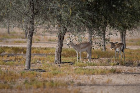 Foto de Un par de gacelas de arena árabe (Gazella marica) a la sombra de los árboles en su hábitat natural en el DCR Al Marmoom en Dubai, Emiratos Árabes Unidos. - Imagen libre de derechos