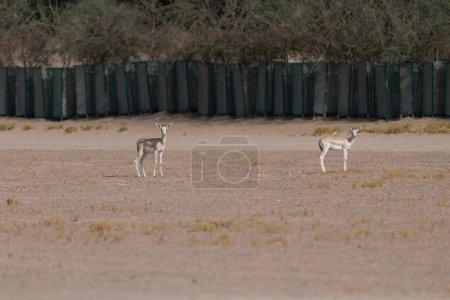 Foto de Dos gacelas de arena árabe (Gazella marica) en su hábitat natural en el DCR Al Marmoom en Dubai, Emiratos Árabes Unidos. - Imagen libre de derechos