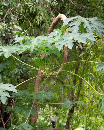 Ein seltsam geformter Baumstamm aus Papaya (Carica papaya), der sich im Garten gebogen und gebogen hat.