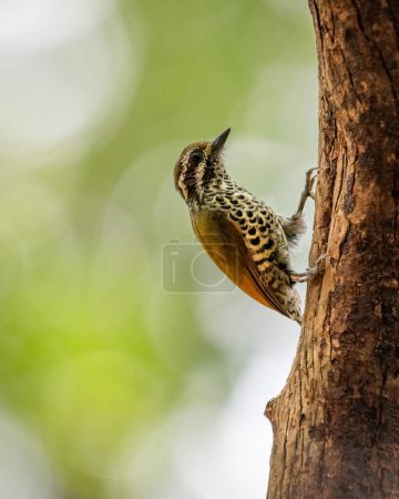 Close-up of a Speckled piculet (picumnus innominatus) climbing up the side of a tree trunk in the forest at Bondla wildlife sanctuary in Goa, India.