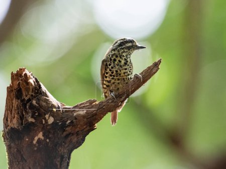 A Speckled piculet (picumnus innominatus) perched on the branch of a dead tree in the forest at Bondla wildlife sanctuary in Goa, India.