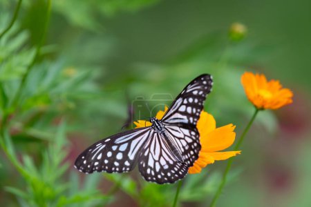 A beautiful lone Glassy tiger (Parantica aglea) butterfly resting on an orange flower in the garden.