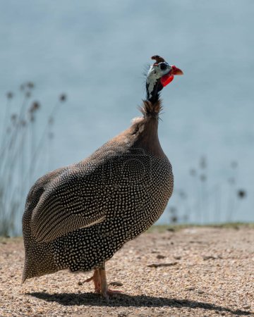 A lone Helmeted guineafowl (numida meleagris) is standing of the shores of the Al Qudra Lake in Dubai, United Arab Emirates.
