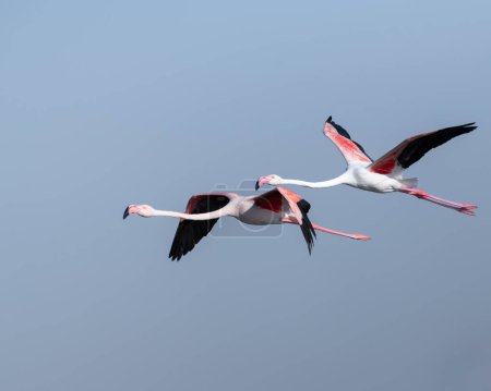 Foto de Par de grandes flamencos (phoenicopterus roseus) en su hermoso plumaje rosa y blanco en vuelo contra el cielo azul en Dubai, Emiratos Árabes Unidos. - Imagen libre de derechos