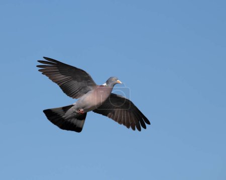 Common wood pigeon (columba palumbus) in flight with its wings spread wide open against the blue sky.