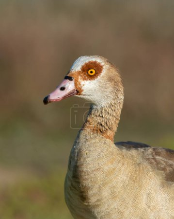 Closeup headshot of an Egyptian goose (alopochen aegyptiaca) in bright sunlight showing off beautiful feather details.
