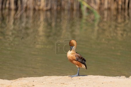 Portrait of a Fulvous whistling duck (dendrocygna bicolor) preening while standing on the sandy banks of the Al Qudra Lake in Dubai, United Arab Emirates.