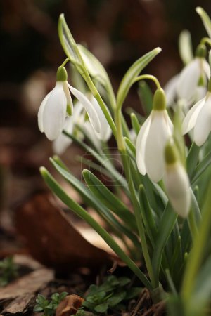 Foto de Galanthus, la primera flor blanca de primavera, nevada - Imagen libre de derechos