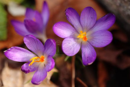 Téléchargez les photos : Crocus Tommasinianus, détail de la fleur de safran, fleurs de printemps - en image libre de droit