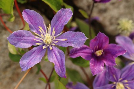 Photo for Clematis, close-up of a purple clematis clematis flower - Royalty Free Image