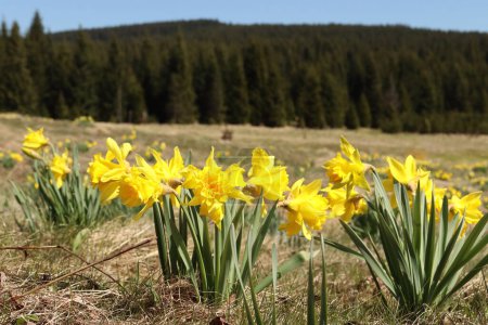 Photo for Narcissus pseudonarcissus, a mountain meadow covered with bunches of yellow daffodils - Royalty Free Image