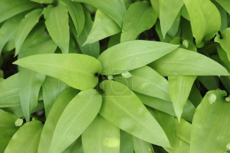 Photo for Allium ursinum, a forest herb with a pungent taste similar to garlic - Royalty Free Image