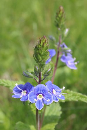 Veronica chamaedrys, a perennial herb with blue flowers