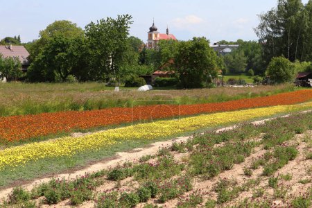 Pilosella, wächst gelbe und orangefarbene Habichtskraut-Pflanze auf einem Feld