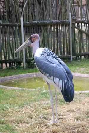 Marabu, Leptoptilos, tropical stork bird in the zoo