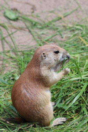 Cynomys ludovicianus, un roedor diurno, come hierba en el zoológico