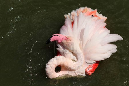 Phoenicopterus roseus, pink flamingo swims on water