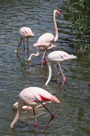 Phoenicopterus roseus, pink flamingo standing in the water