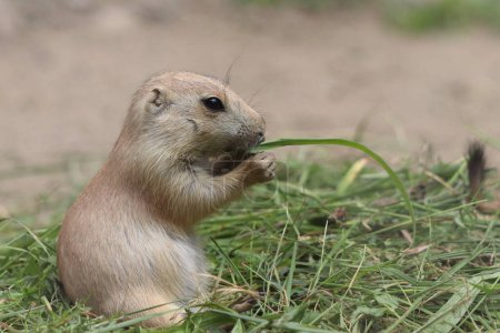 Cynomys ludovicianus, a diurnal rodent, eats grass in the zoo