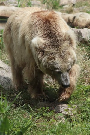 Photo for Ursus arctos, a bear in the zoo eats - Royalty Free Image